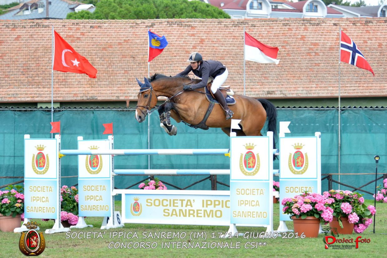 Ippic picture: horses in all possible angles Ippic picture: horses in all possible angles